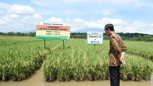 Kunker ke Indramayu, Jokowi Dengarkan Keluhan Para Petani