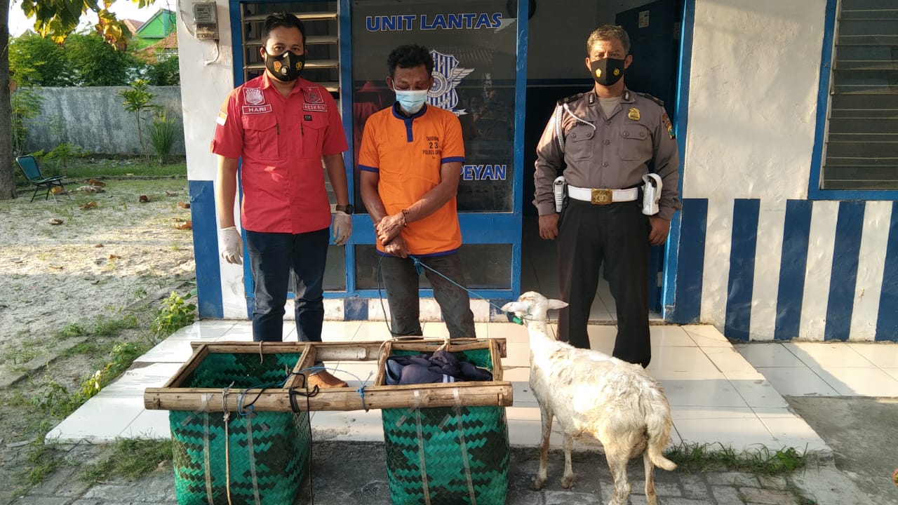 Curi Kambing Bunting, Tukang Mebel di Gresik Jadi Bulan-bulanan Warga