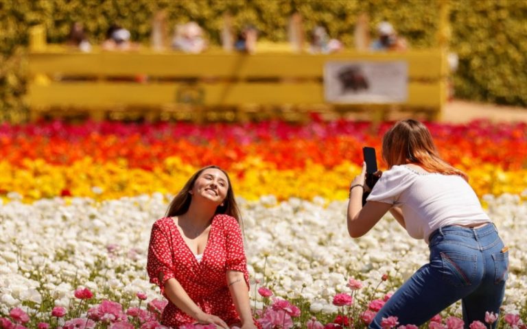 Cantik Bermekaran, Ladang Bunga di California Kembali Dibuka