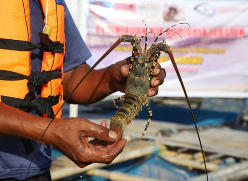 Kadin Dorong Lombok Jadi Pusat Budidaya Lobster Nasional