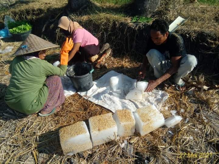 Kekeringan, Petani Tembakau di Lombok Tengah Basahi Sawah Dengan Es Batu