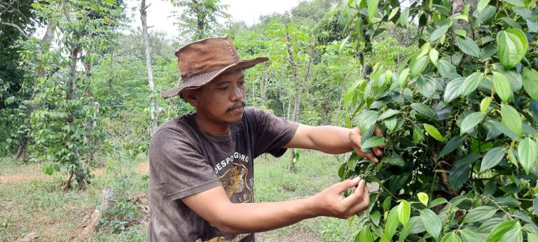 Kisah Farid, Sarjana Asal Gresik Jadi Petani yang Sukses Tanam Lada Hitam