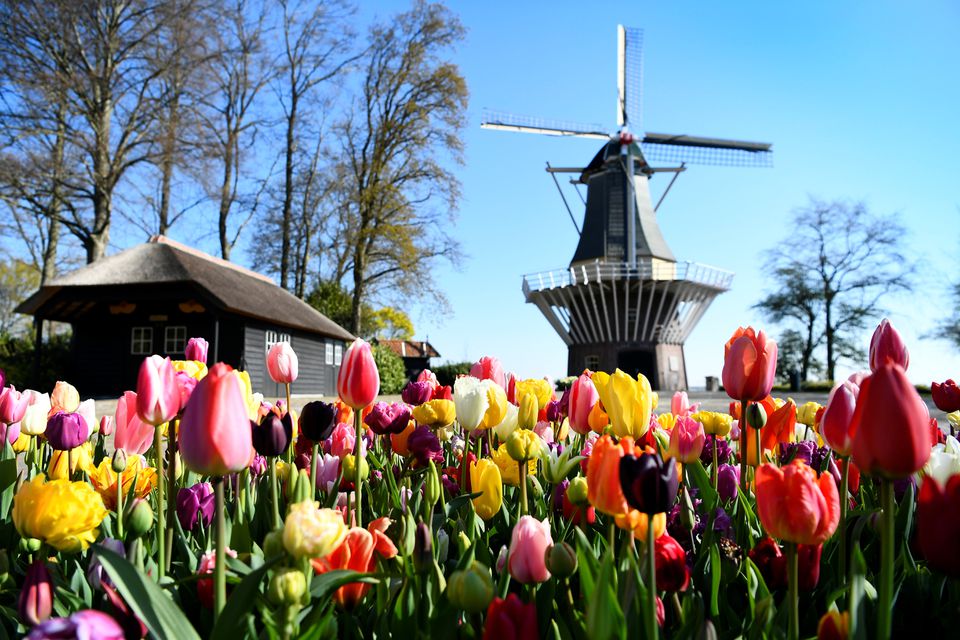Cantik! Jutaan Tulip Mekar di Taman Keukenhof Belanda