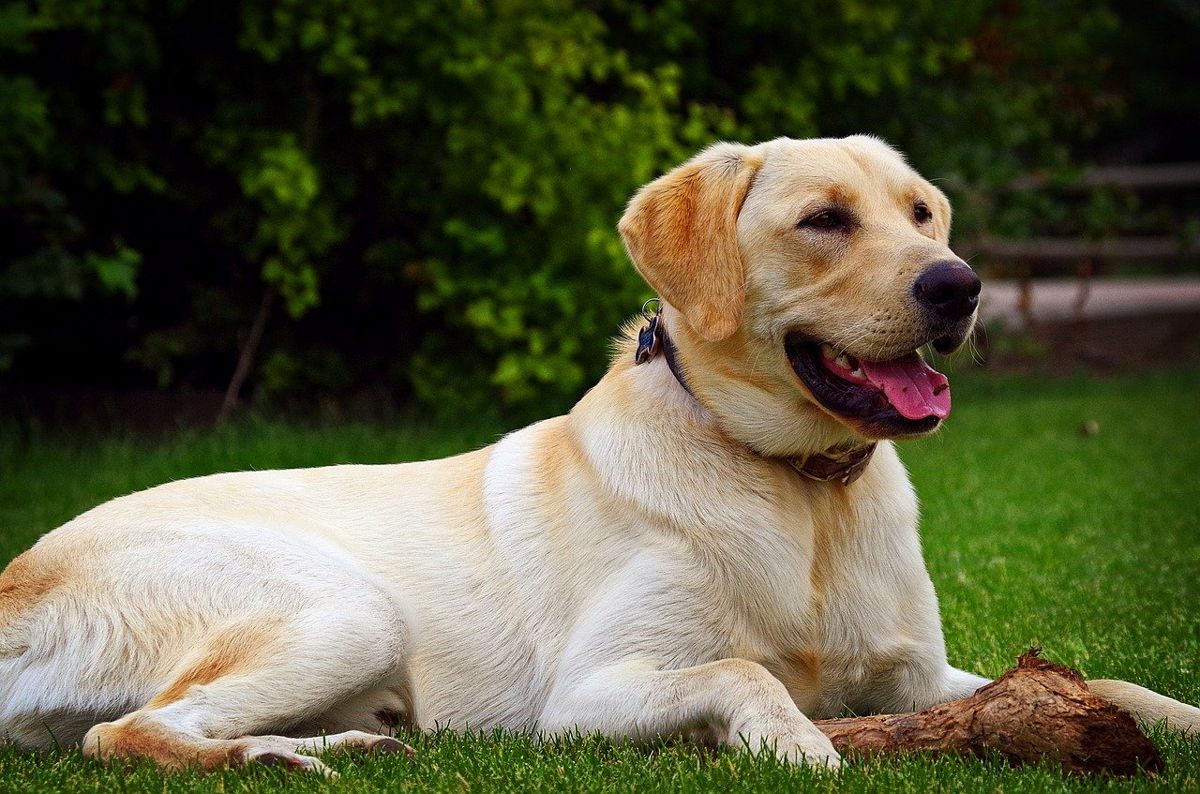 Anjing Dapat Deteksi Pasien COVID-19 Kurang Dari Sedetik?