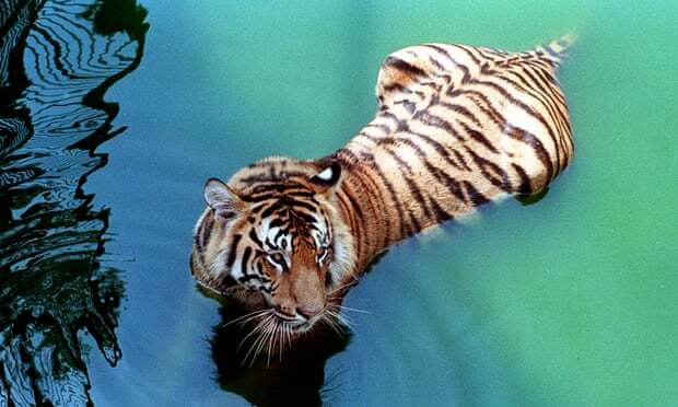 Dicari Selama 20 Tahun, Pemburu Harimau Bengal Berhasil Ditangkap