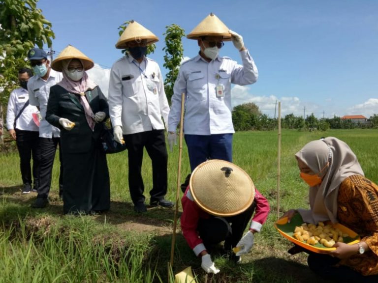 Dinas Pertanian Gresik Siapkan Program Pengendali Hama Tikus