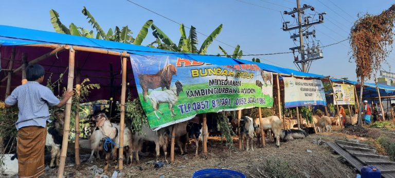 Jual Hewan Kurban di Tempat Terbuka Tunggu Izin Bupati Gresik