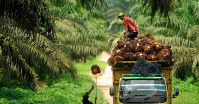 Nasib Pekerja Harian Lepas di Perkebunan Kelapa Sawit