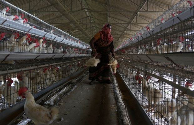 India Mulai Selidiki Kematian Manusia Pertamanya Akibat Flu Burung