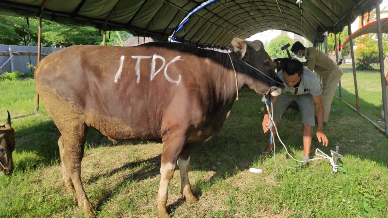 Sambut Idul Adha 1442 H, ITDC Salurkan Hewan Qurban