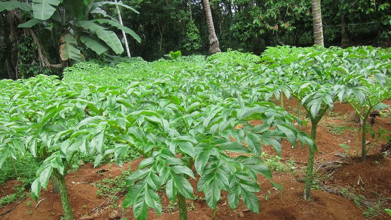 Mentan Dorong Bisnis Tanaman Porang sampai Pascapanen dan Industri