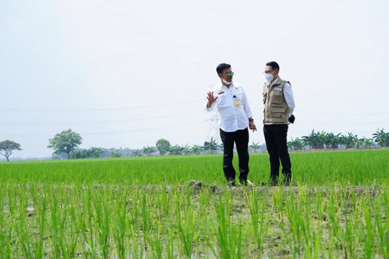 Mentan Cek Persawahan di Jabar, Pastikan Panen Terus Berlangsung