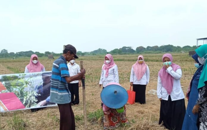 Dorong Minat Tanam, Belasan Hektar Lahan Petani di Gresik Digelontor Benih Kedelai