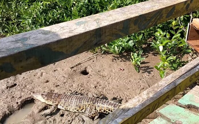 Sempat Hebohkan Warga Lamongan, Buaya Dilepasliarkan di Muara Lewean Ujungpangkah Gresik