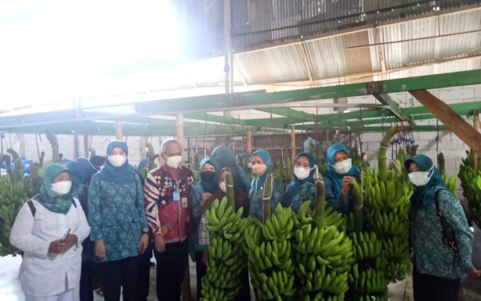 Pisang Cavendish Berpeluang Jadi Primadona Baru Komoditas Pertanian di Gresik