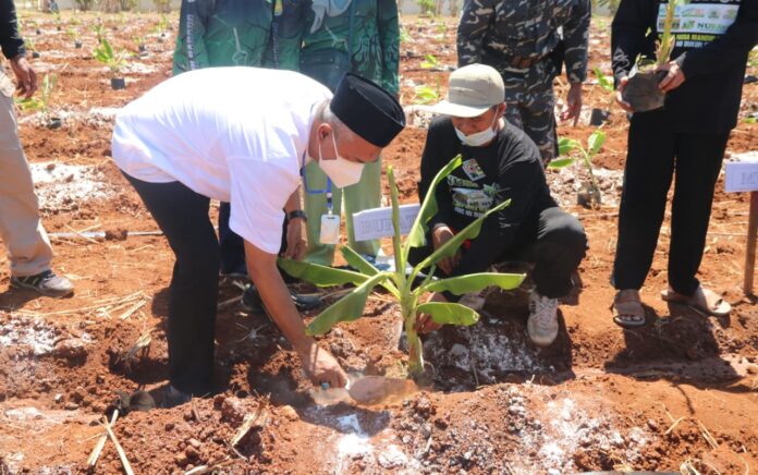 Jihad Ekonomi, Warga NU di Gresik Tanam Pisang Cavendish