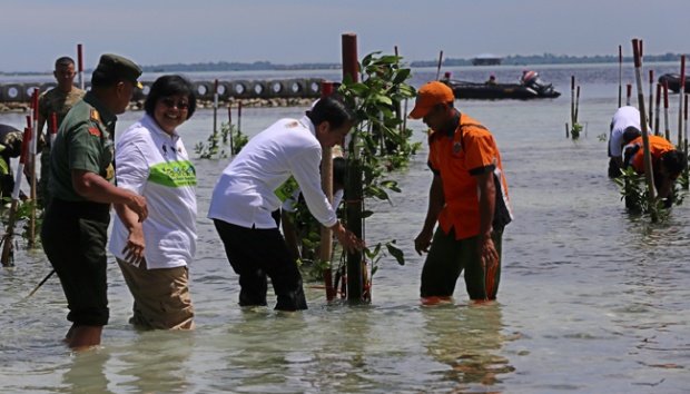 Presiden Target Rehabilitasi Lahan Mangrove Capai 34 Ribu Hektar