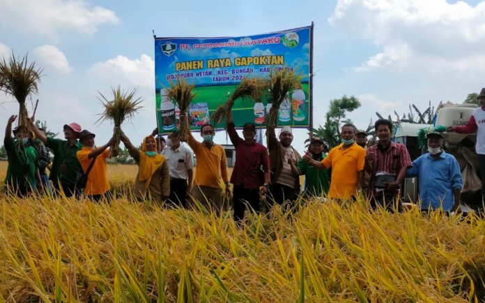 Sambut Panen Raya, Petani di Gresik Adakan Sedekah Bumi