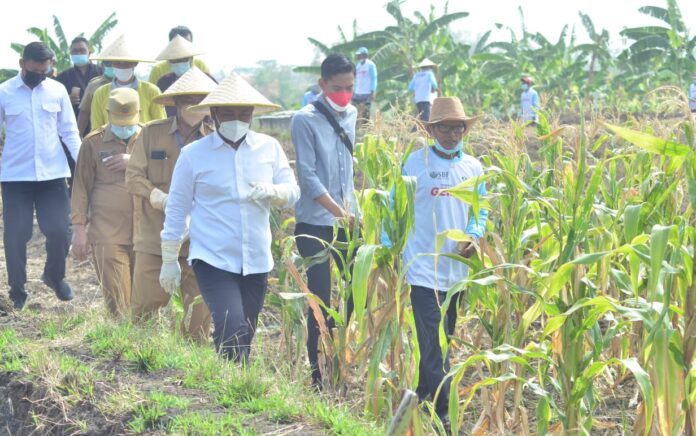 Sapa Tani, Solusi Pemkab Gresik Tingkatkan Produktivitas Tanaman Pangan