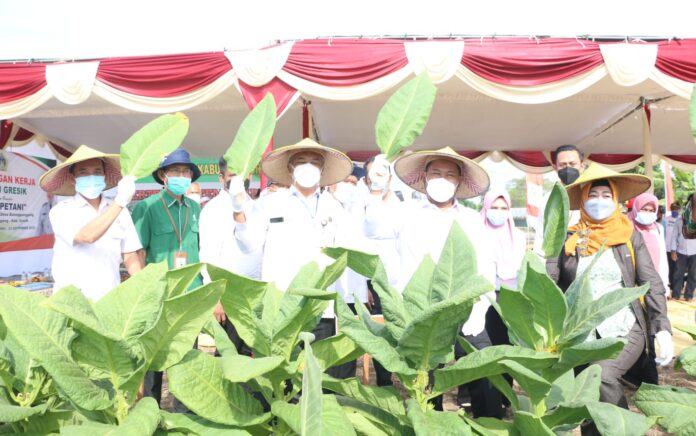 Petani di Balongpanggang Ngadu ke Bupati Gresik, Pupuk Langka dan Harga Gabah Anjlok