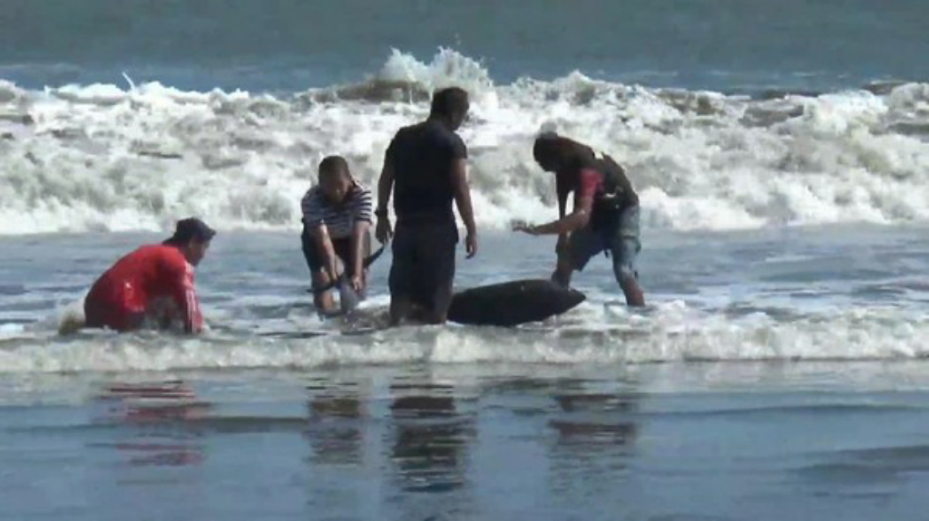 BPSPL Ungkap Penyebab Lumba-lumba Terdampar di Pantai Selatan Tulungagung
