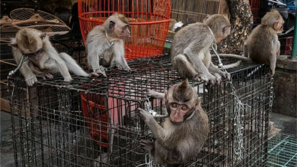 Aktivis Satwa Kecam Penjualan Ilegal Bayi Monyet Ekor Panjang di Bali
