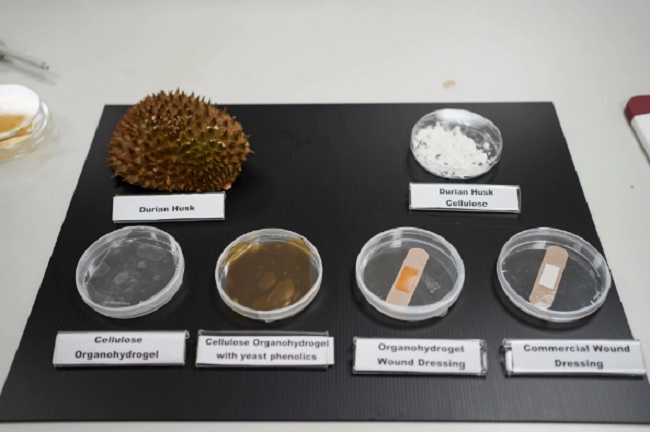 Ilmuwan Singapura Ubah Kulit Durian Jadi Perban Antibakteri