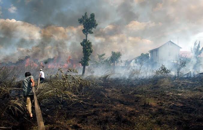 Perusahaan Pembakar Hutan di Kalteng Divonis Ganti Rugi Rp175,18 Miliar