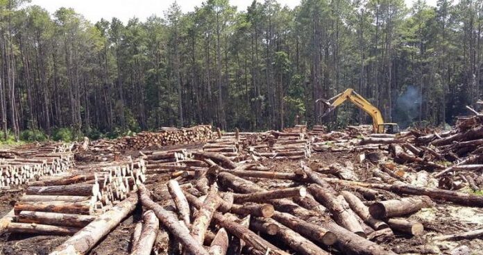 Pelanggaran Implementasi SVLK di Indonesia Minim Penegakan Hukum