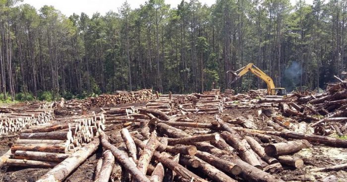 Pelanggaran Implementasi SVLK di Indonesia Minim Penegakan Hukum