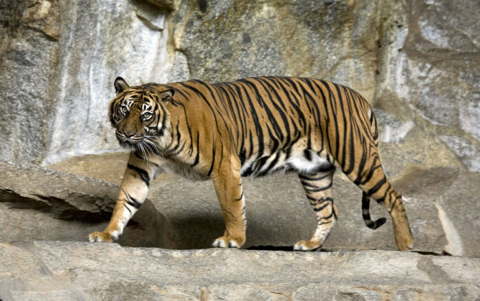 Harimau