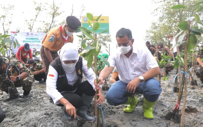 Gubernur Khofifah Canangkan Restorasi Mangrove di Tuban dan Gresik