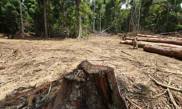 Angka Deforestasi di Hutan Hujan Amazon Brasil Naik ke Level Tertinggi Sejak 2006