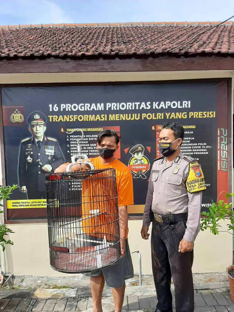 Embat Burung Murai Batu Tetangga, Pria Gresik Dibekuk Polisi