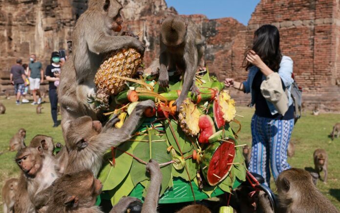 Berlimpah Buah, Festival Monyet Thailand Kembali Dilangsungkan