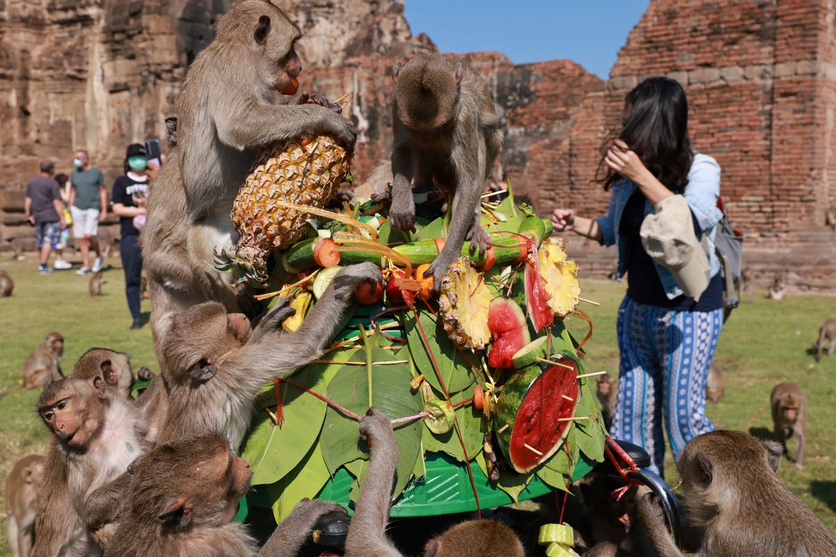 Berlimpah Buah, Festival Monyet Thailand Kembali Dilangsungkan