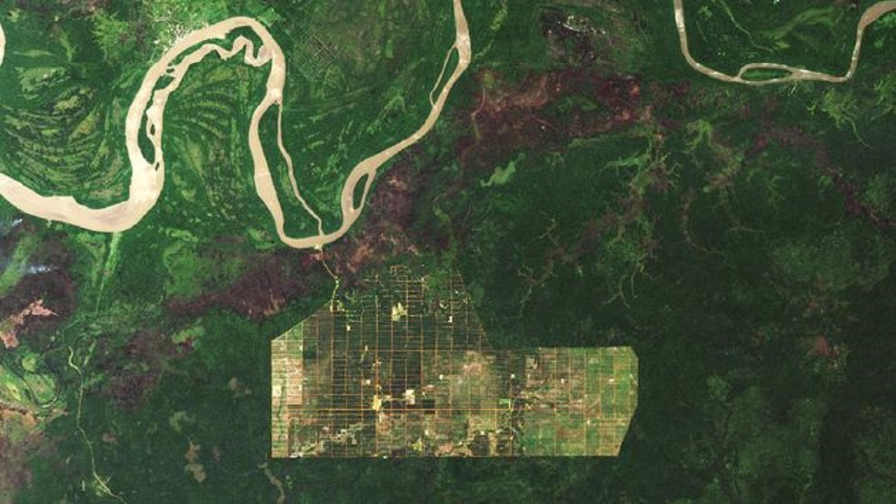 Hutan Papua