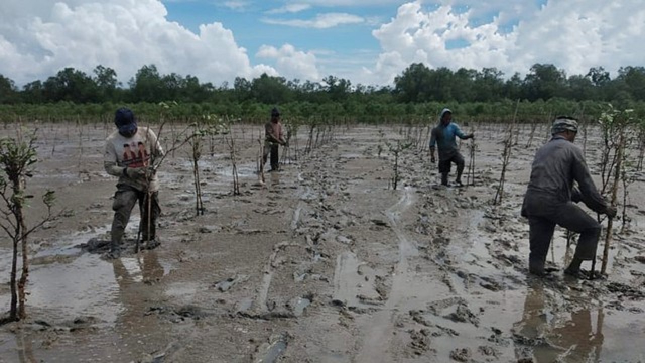 Mangrove