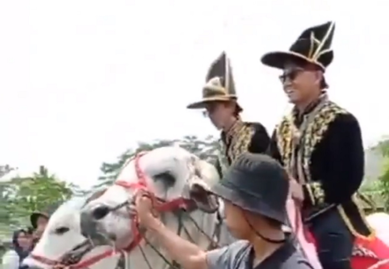 Ikut Kirab Budaya, Anak Bupati Sleman Jatuh dari Atas Punggung Sapi