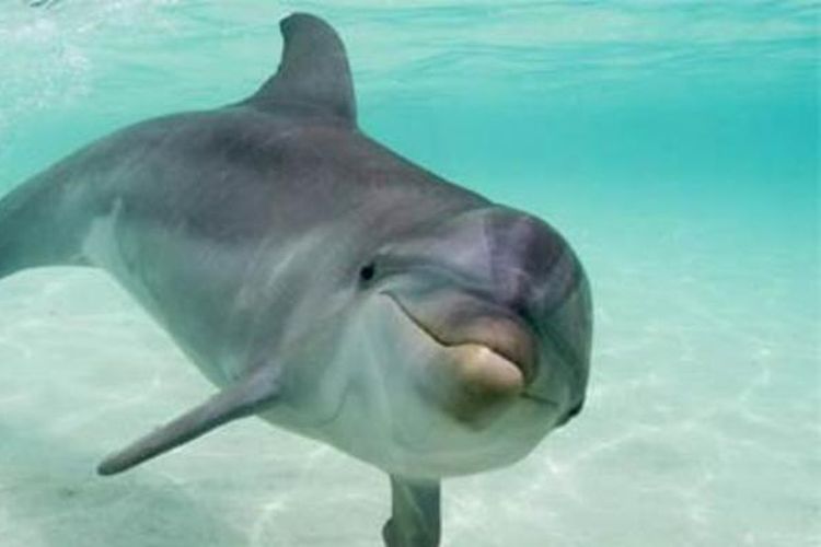 Penelitian: Lumba-lumba Betina Memiliki Organ Tertentu yang Mirip dengan Anatomi Manusia
