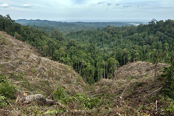 Tutupan Hutan Semakin Sempit, Walhi: Sulsel Menuju Kolaps