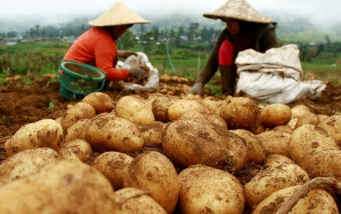 Petani kentang