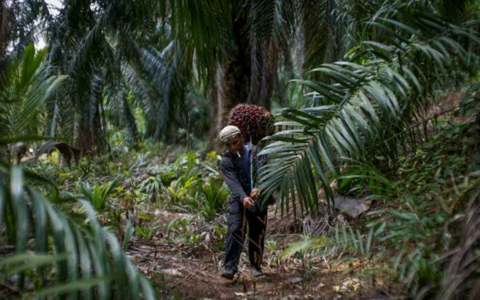 Sawit Bukan Tanaman Hutan