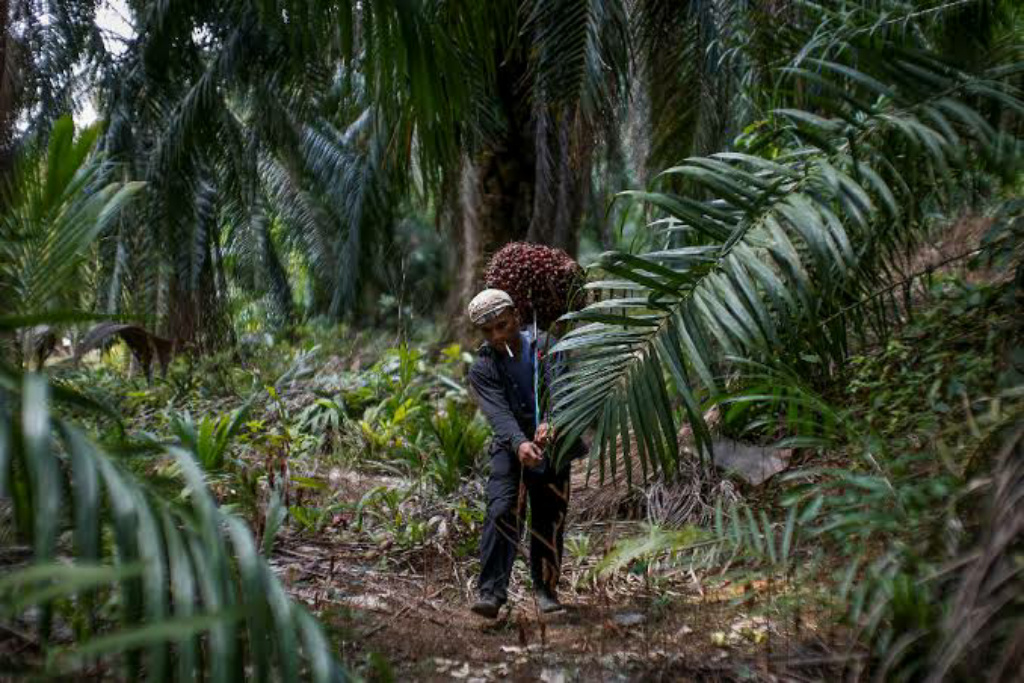 Sawit Bukan Tanaman Hutan