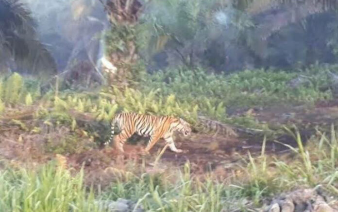 Petani Sawit di Aceh Selatan Diserang Harimau Saat Berladang