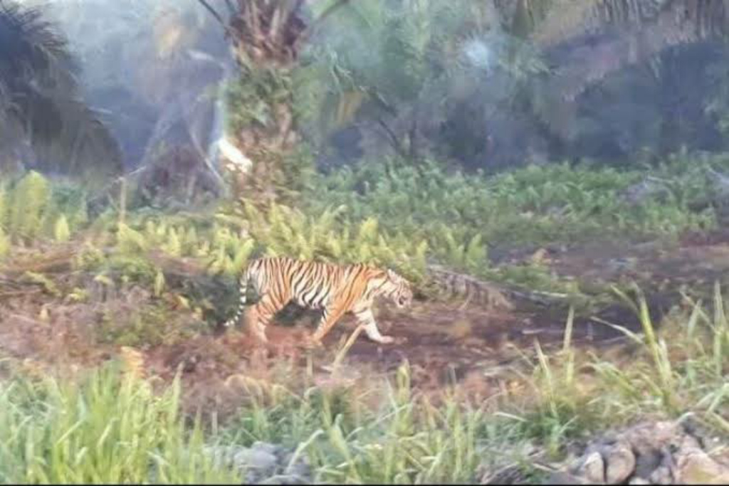 Petani Sawit di Aceh Selatan Diserang Harimau Saat Berladang