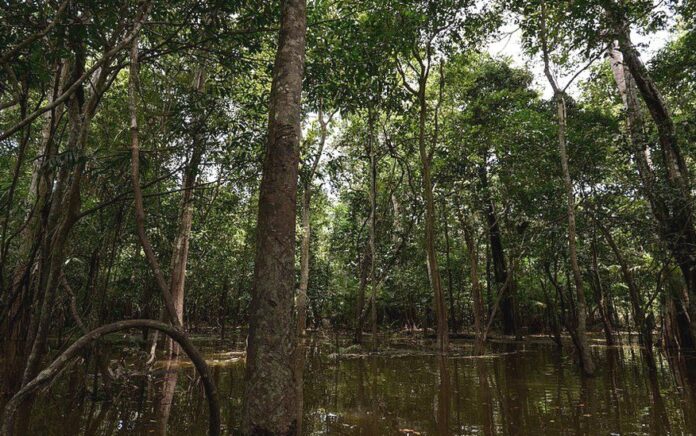 Dua Anak Laki-laki Pribumi Terselamatkan Setelah Tersesat Hampir Empat Minggu di Hutan Amazon