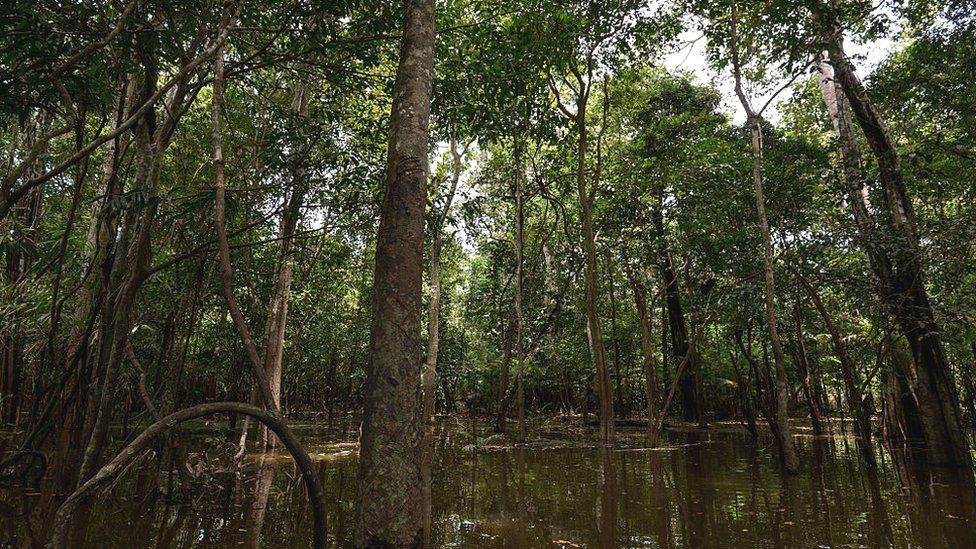 Dua Anak Laki-laki Pribumi Terselamatkan Setelah Tersesat Hampir Empat Minggu di Hutan Amazon