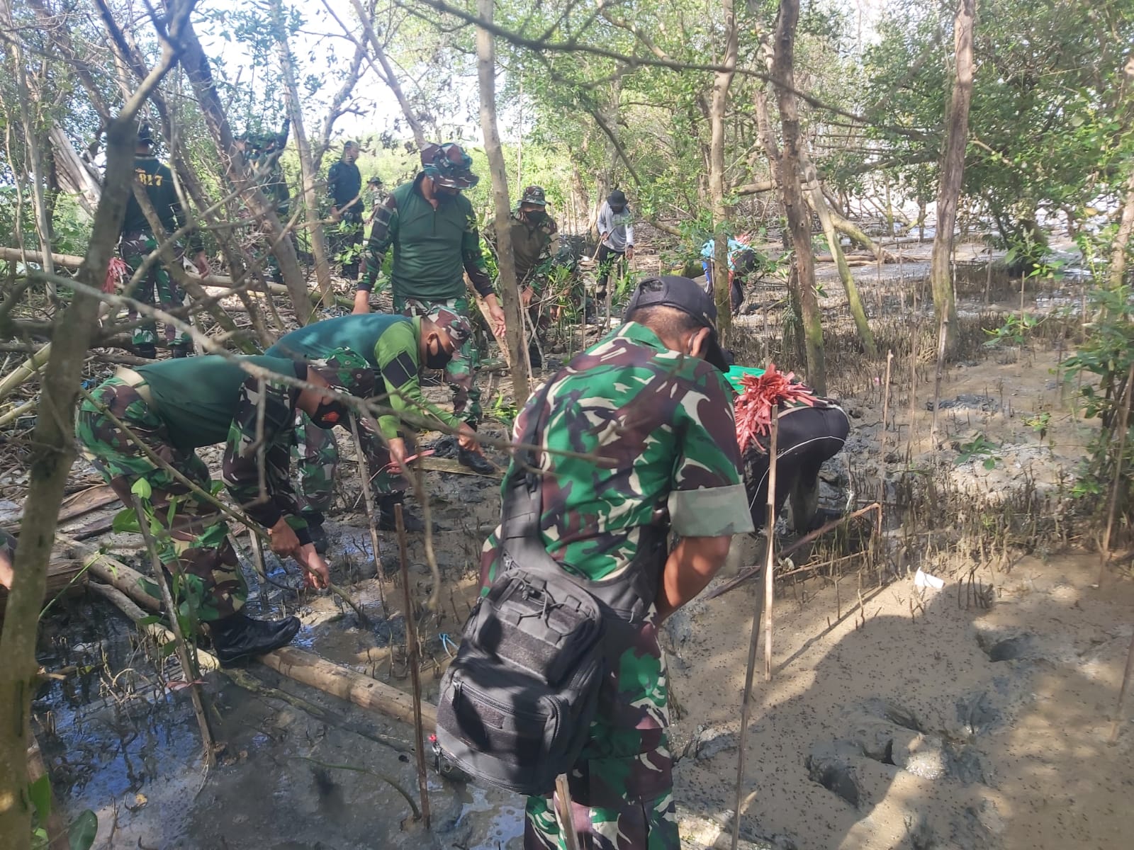 Prajurit Kodim 0817 Gresik Tanam 1.000 Bibit Mangrove di Pesisir Ujungpangkah