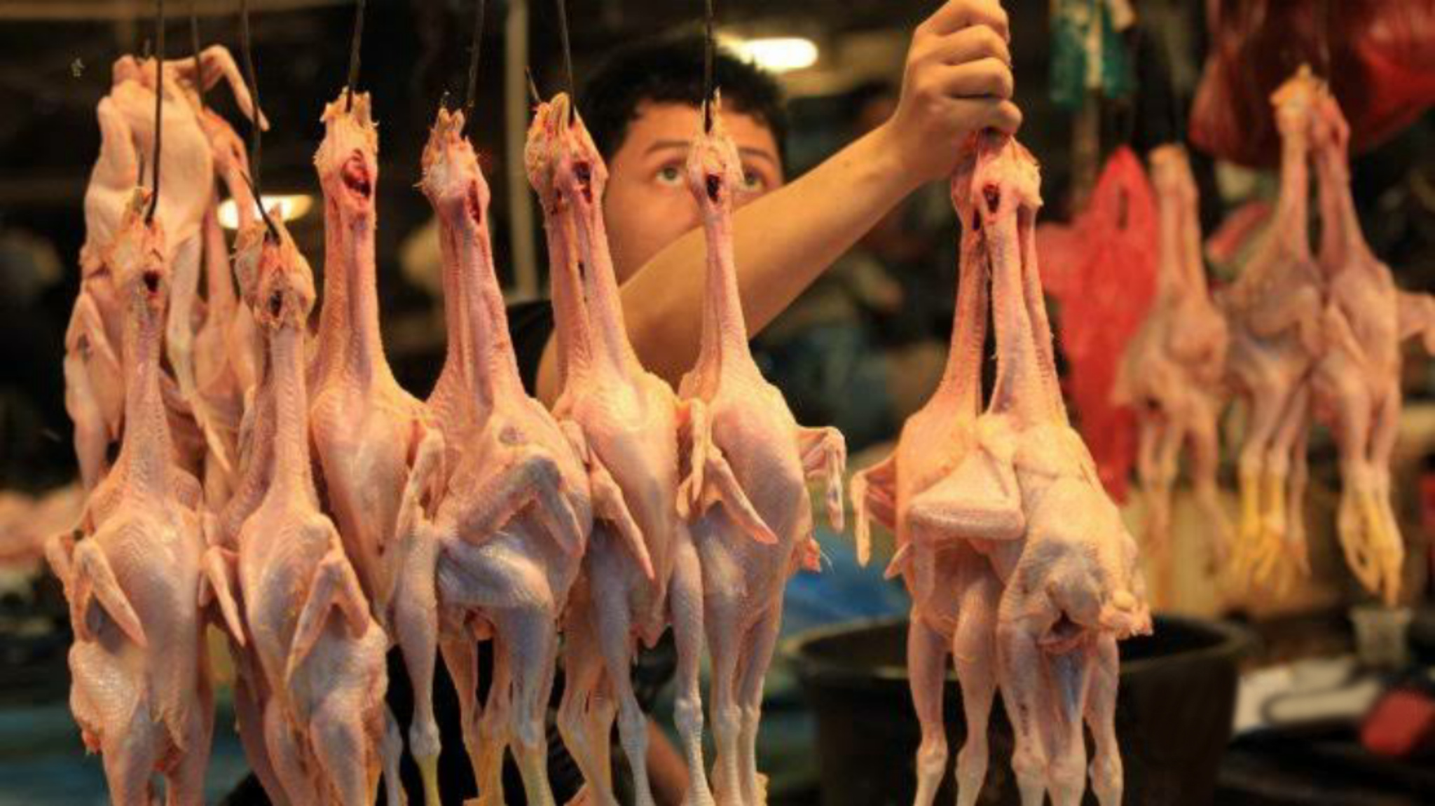 Pemerintah Jaga Harga Daging dan Telur Ayam Ras Tetap Stabil